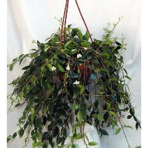   Codonanthe gracilis   6 Hanging Basket   Indoor Patio, Lawn & Garden