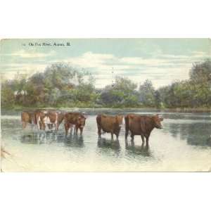 1907 Vintage Postcard   Cows crossing the Fox River   Aurora Illinois