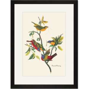  Black Framed/Matted Print 17x23, Painted Bunting