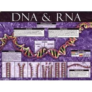  Dna And Rna   Poster (24x18)