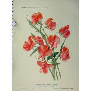  1910 Sweet Pea Edna Unwin Red Flowers Green Leaves