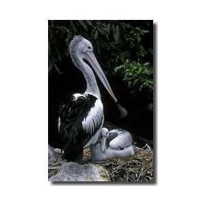  Australian Pelican Giclee Print