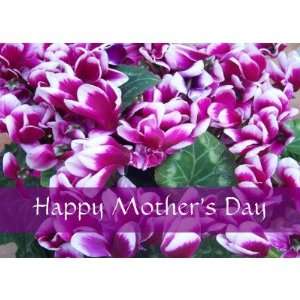  Mothers Day Card Purple And White Cyclamen Health 