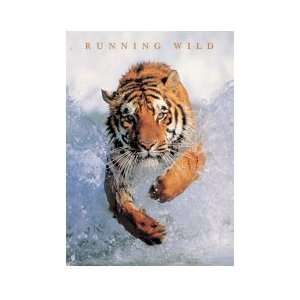  Animals Posters Tiger   Running Wild Poster   35.7x23.8 