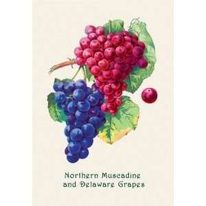  Northern Muscadine and Delaware Grapes   12x18 Framed 