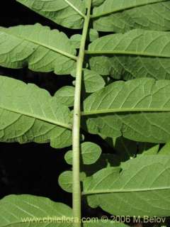 image of solanum etuberosum altitude 1000 1500 m 1 26 2006