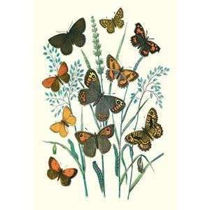 Vintage Art Butterflies E. Hyperanthus, N. Lucina, et al.   07504 x