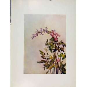  Corydalis Anemone Gagea Flowers Plant Old Print Sketch 