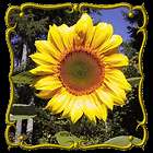 Lb   Sunflower Grey Stripe Bulk Wildflower Seeds
