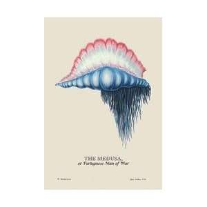 The Medusa or Portuguese Man of War 12x18 Giclee on canvas  