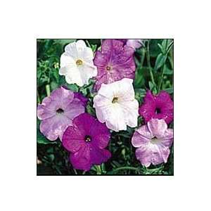  Petunia, Old Fashioned Vining Patio, Lawn & Garden