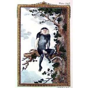  Monkey Douc Poster Print