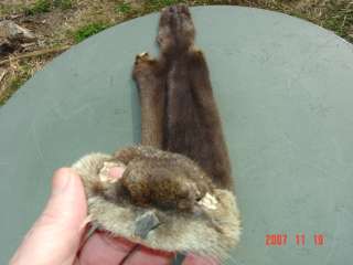 River otter pelt dressed skin trapper hide wild skin  