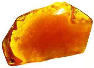 Large polished Baltic fossil amber stone  