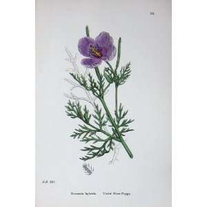   Botany Plants C1902 Violet Horn Poppy Roemeria Flowers