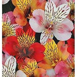 Send Fresh Cut Flowers   50 Alstroemerias Wholesale