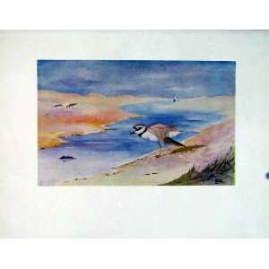   Color Fine Art Birds Litlle Ringed Plover C1924 Print