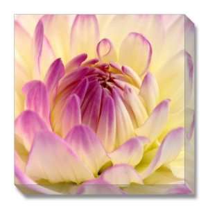 White and Purple Dahlia by Gerhard Bumann, 18x18 