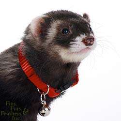Marshall Pet Ferret Bell Collar Red  