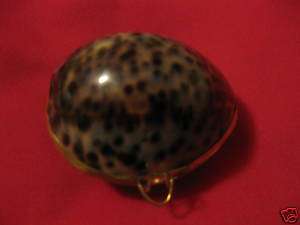 real tiger cowry shell coin purse  pill box   