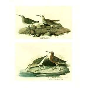    Original Audubon W/C Dunlin Curlew Sandpiper