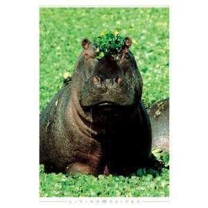  Hippo Poster Print