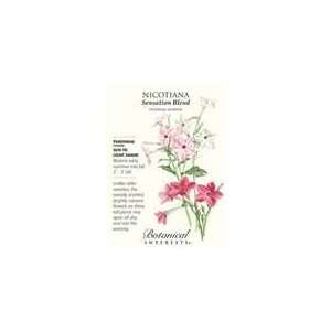  Botanical Interest   Nicotiana Sensation Blend Patio 