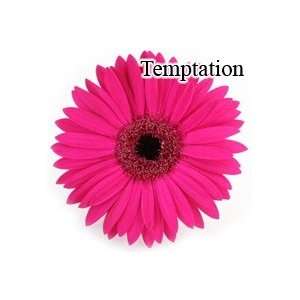  Temptation Pink Gerbera Daisies   72 Stems (VERY POPULAR 
