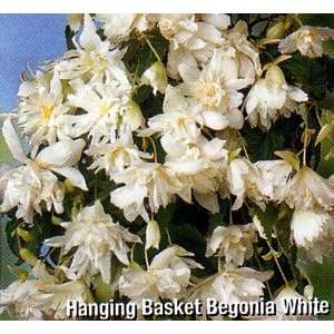  White Hanging Basket Begonia 2 Bulbs   Blooms all summer 