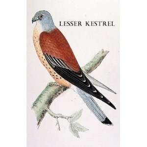  Birds Lesser Kestrel Sheet of 21 Personalised Glossy 