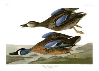 No. 313 Blue Winged Teal Havell Audubon Print  