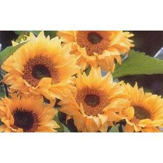  Moulin Rouge Sunflower 15 Seeds/Seed Patio, Lawn & Garden
