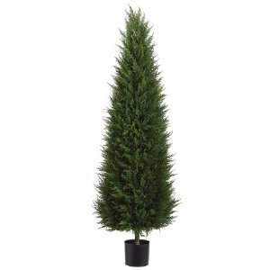 5 Cone Shaped Canadian Cypress Tree W/788 Lvs. in Pot 