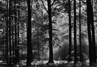 Fototapete AVALON 366x254cm Wald Forest Herbstwald Baum  