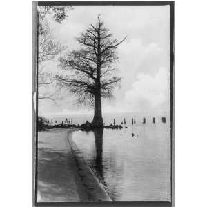  The lone cypress sentinel,Jamestown Island,VA,water