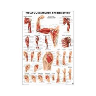 Anatomie Poster   Anatomie Poster   Armmuskulatur des Menschen, Tafel 