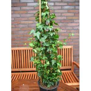 grüner Efeu Hedera helix Pittsburgh 80 cm hoch im 3 Liter 