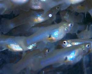 50 Live Gambusia mosquito fish for Koi pond or aquarium  