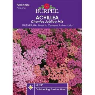 Burpee Achillea Cherries Jubilee Mix Seed 39334 