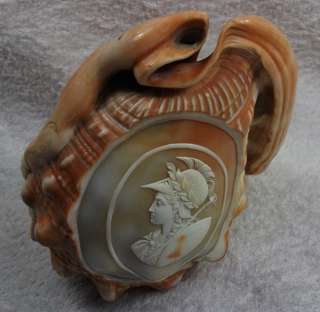 OUTSTANDING MUSEUM QUALITY CARVED CONCH SHELL WITH CAMEO OF ATHENA 