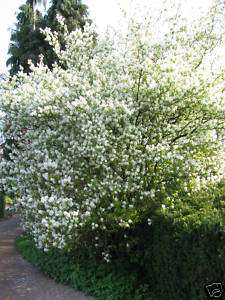 Felsenbirne Amelanchier lamarckii; Frühlingsblüher  