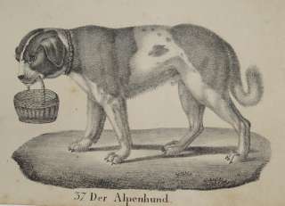 Berhardiner Alpenhund Lawinenhund Rettungshund Hund  