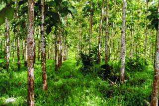 Waldgrundstück, Waldverkauf, Wald zu verkaufen Panama in Nordrhein 