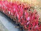 CORNUS ALBA SIBIRICA 3 ltr plants   RED DOG WOOD   TOP QUALITY