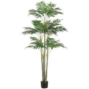  6? Areca Palm Tree x26 in Plastic Pot Green (Pack of 2 
