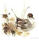 MADS STAGE Danish PINTAIL DUCK Art WATERCOLOR Print NOS Collectible 