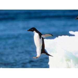 Adelie Penguins Jumping and Leaping from Snowy Iceberg Stretched 