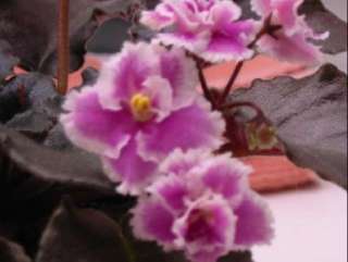 African violet PLUG starter plant HERITAGE FROLIC  