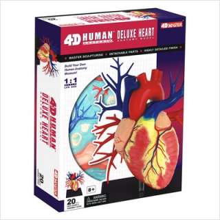   Vision Human Heart Anatomy Model Life sized 26081 4893409260818  