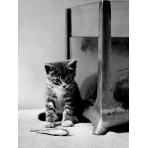 Kitten Sitting Beside Aquarium Fish Tank, With Dead Fish Out of Water 